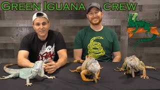 The fascinating Green Iguana [upl. by Aroled]