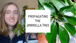 How to Propagate the Umbrella Tree  Schefflera [upl. by Aicirtak]