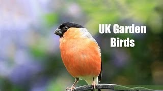 My UK Wildlife Garden Birds [upl. by Platas]