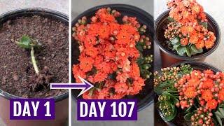 See How to Grow amp Care for Kalanchoe Plant Perfectly [upl. by Akinek]