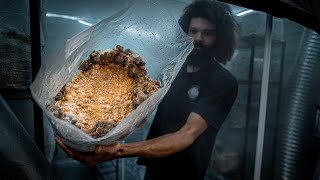 Fruiting Maitake Mushroom Production Blocks  Southwest Mushrooms [upl. by Pugh]