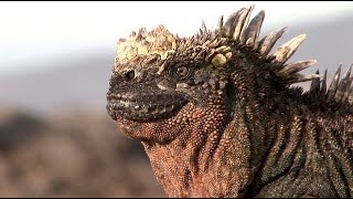 Saltsneezing Marine Iguanas in the Galapagos [upl. by Drofnelg]