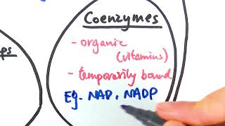 AS Biology  Cofactors OCR A Chapter 44 [upl. by Lole]