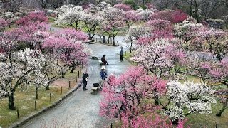 Ume  Japanese Flowering Plum Trees [upl. by Maura]