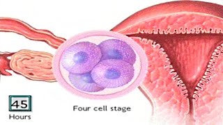 How The Embryo Develops After Fertilisation  Human Development Animation  Zygote Cell Division Vid [upl. by Oirasec]