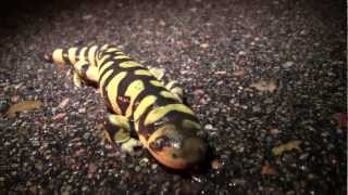 Metamorphosis Amphibian Nature Documentary [upl. by Eiuqram495]