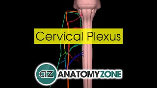 Cervical Plexus  Anatomy Tutorial [upl. by Aerdnaed]