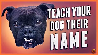 How to Teach Your Dog Their Name Even Change a New Dog’s Name [upl. by Ainoval]