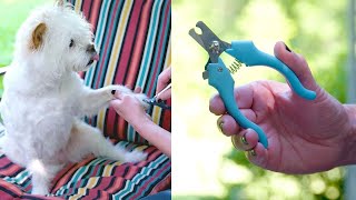 How to Use Dog Nail Clippers [upl. by Lonna]