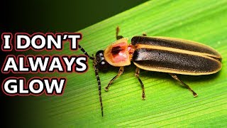 Firefly facts we could also say lightning bug facts  Animal Fact Files [upl. by Kohsa]