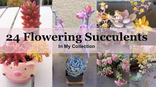 24 Flowering Succulents with Identification In My Collection [upl. by Sadye]