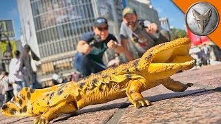 Catching GIANT SALAMANDERS in TOKYO [upl. by Quintessa]