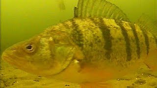 GIANT SCHOOLS OF JUMBOS  ICE FISHING LAKE SIMCOE PERCH 2019 [upl. by Nimref]