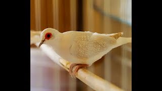 Brilliant White Tail Diamond Dove [upl. by Donaugh]