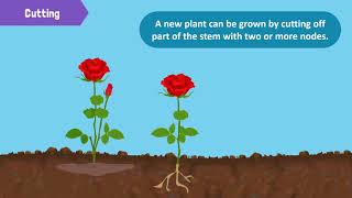 Types of Reproduction in Plants [upl. by Uttasta386]