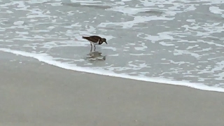 Speedy Sandpipers [upl. by Siurad]