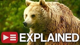 Unedited Footage of a Bear EXPLAINED [upl. by Mellar523]