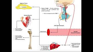 Specific Hormones  Functions of Growth Hormone hGH [upl. by Secor]