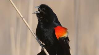 How Nature Works Redwinged Blackbird Display [upl. by Anilec]