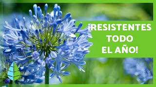 10 PLANTAS de EXTERIOR RESISTENTES al SOL y al FRÍO 🌼🌿 [upl. by Ydnab]