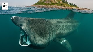 🦈 10 Amazing Shark Species  WWFAustralia [upl. by Edmea]