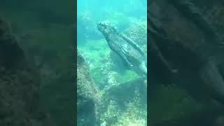 This Iguana Lives Underwater The Marine Iguana [upl. by Nimajeb]