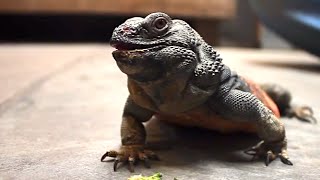 Chuckwalla Training  SANTA BARBARA ZOO [upl. by Ettezus620]