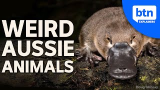 Weird Animals of Australia Why Down Under is so Unique [upl. by Roumell]