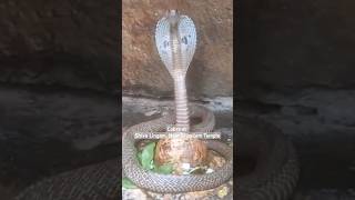 Cobra at Shiva Lingam Near Srisailam Temple  Pathala ganga [upl. by Tubb950]