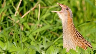 Bird sounds Corncrake call [upl. by Anayik421]