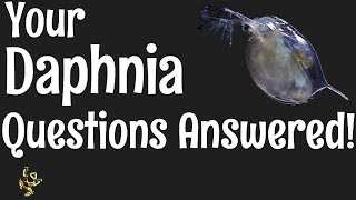 Daphnia Questions Answered [upl. by Ishmul]