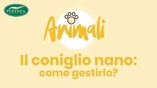 TUTORIAL IL CONIGLIO NANO COME GESTIRLO [upl. by Malkah776]