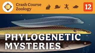 Phylogenetic Mysteries Crash Course Zoology 12 [upl. by Casandra990]