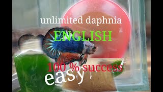 daphnia moina culture Easy way Unlimited production English  with sub Green water Chlorella [upl. by Burrows]