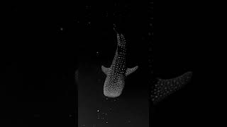 Whale Shark gliding through Bioluminescent Algae By Mike Nulty [upl. by Downes]