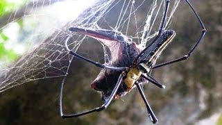 GIANT SPIDER EATS BATS [upl. by Theresita]