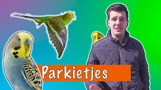 Parkietjes  DierenpraatTV [upl. by Attenod]