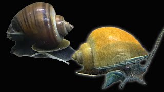 The Truth about Mystery Snails [upl. by Selima]