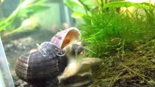 Mystery snails mating [upl. by Crystal834]