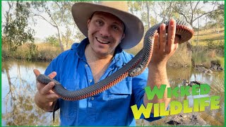 10 Things You Didnt Know About The Red Bellied Black Snake [upl. by Swehttam]