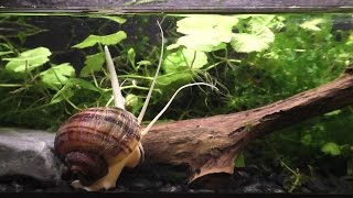 The Strange And Beautiful Mystery Snail [upl. by Silloh]