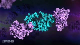 HIV Protease Action [upl. by Acissej]