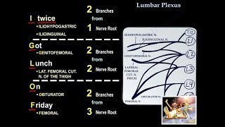 Lumbar Plexus  Everything You Need To Know  Dr Nabil Ebraheim [upl. by Loux858]