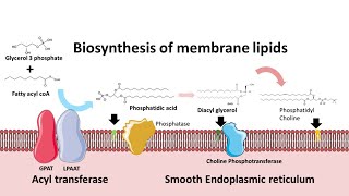 Biosynthesis of membrane phospholipids [upl. by Abrams]