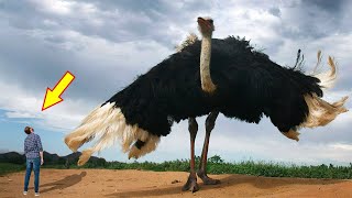 10 BIGGEST BIRDS In The World [upl. by Rede]