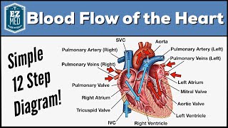 Blood Flow Through the Heart Made Easy  Cardiac Circulation Animation [upl. by Day]