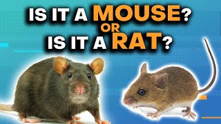 Mice amp Rats Whats The Difference [upl. by Assiran]