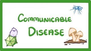 GCSE Biology  Communicable Disease 34 [upl. by Attaynik463]