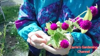 how to dry gomphrena flowers [upl. by Titania]