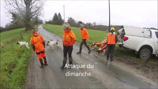 Chasse au sanglier en Dordogne [upl. by Anelem]